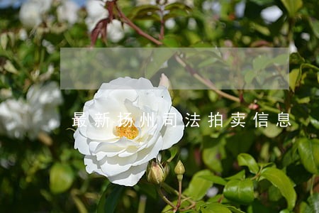 最新扬州司法拍卖信息 最新扬州司法拍卖信息