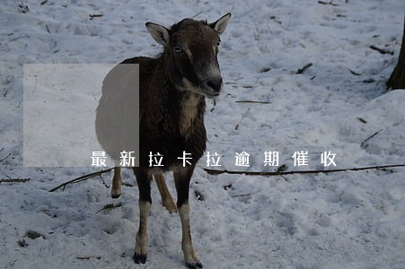 最新拉卡拉逾期催收 最新拉卡拉逾期催收