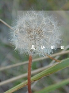 最新拍拍贷逾期