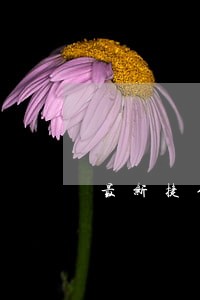 最新捷信逾期上征信吗