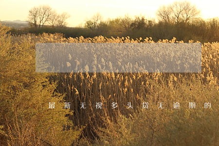 最新无视多头贷无逾期的口子