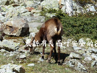 最新有关茶叶安全的法规 最新有关茶叶安全的法规