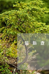 最新查询法院的判决书 最新查询法院的判决书