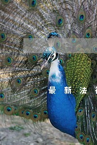 最新法律援助 最新法律援助