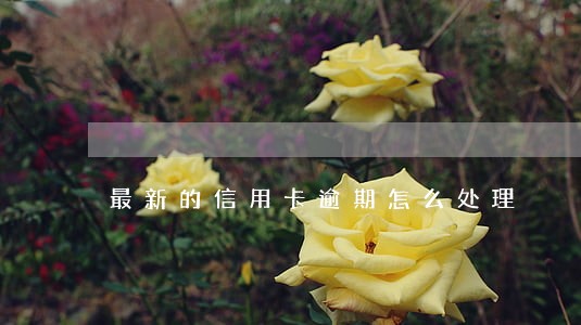 最新的信用卡逾期怎么处理