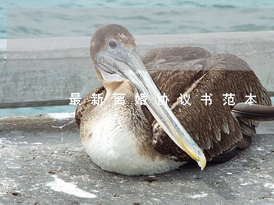 最新离婚协议书范本 最新离婚协议书范本