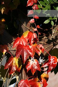 最新花呗逾期名单 最新花呗逾期名单