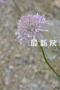 最新陕西交通违法代码 最新陕西交通违法代码