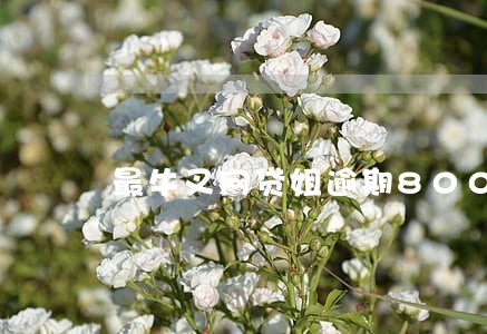 最牛叉网贷姐逾期800多天 最牛叉网贷姐逾期800多天