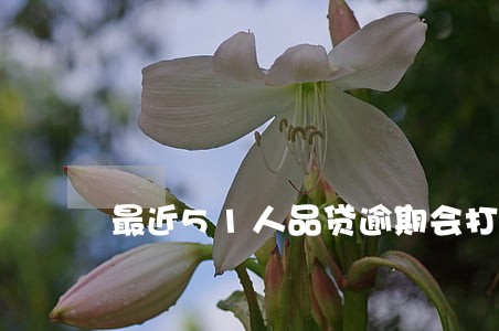 最近51人品贷逾期会打通讯录吗 最近51人品贷逾期会打通讯录吗