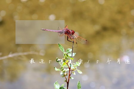 最近5年连续15个月逾期