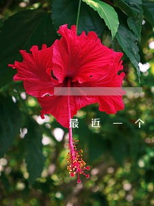 最近一个月逾期会影响房贷吗 最近一个月逾期会影响房贷吗
