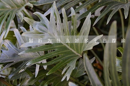 最近为什么好多平台都逾期
