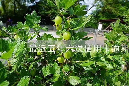 最近五年六次信用卡逾期 最近五年六次信用卡逾期