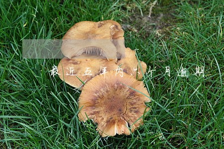 最近五年内六个月逾期 最近五年内六个月逾期