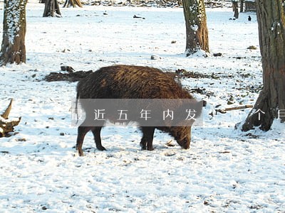 最近五年内发生两个月逾期 最近五年内发生两个月逾期