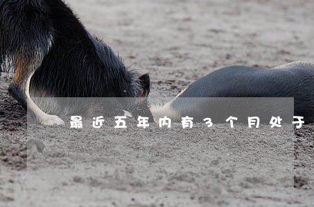最近五年内有3个月处于逾期 最近五年内有3个月处于逾期