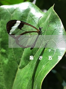 最近五年有一次逾期 最近五年有一次逾期