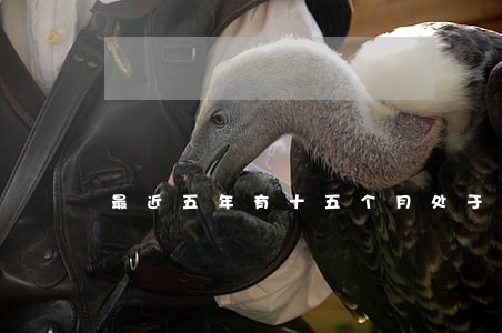 最近五年有十五个月处于逾期 最近五年有十五个月处于逾期