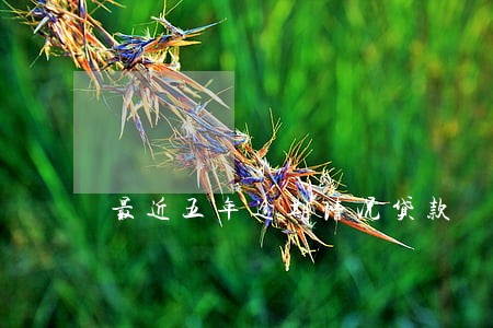 最近五年逾期情况贷款 最近五年逾期情况贷款