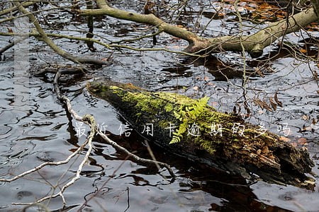 最近信用卡逾期的多吗 最近信用卡逾期的多吗