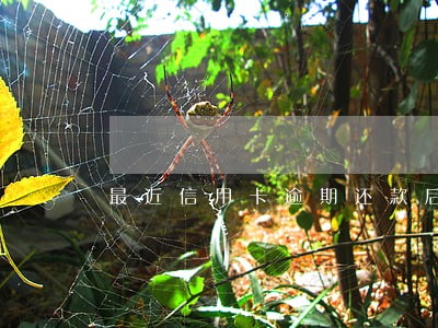 最近信用卡逾期还款后果 最近信用卡逾期还款后果