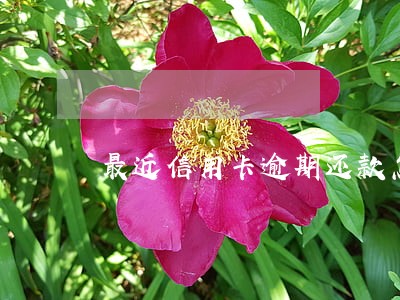最近信用卡逾期还款怎么解决 最近信用卡逾期还款怎么解决