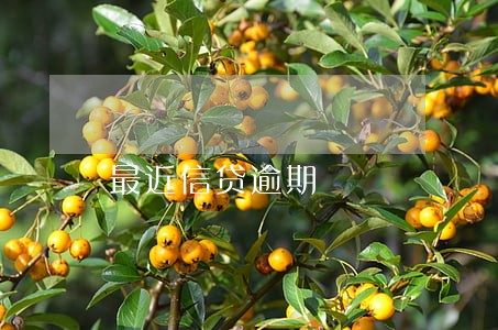最近信贷逾期 最近信贷逾期