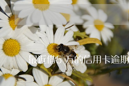 最近借5万的信用卡逾期利息 最近借5万的信用卡逾期利息