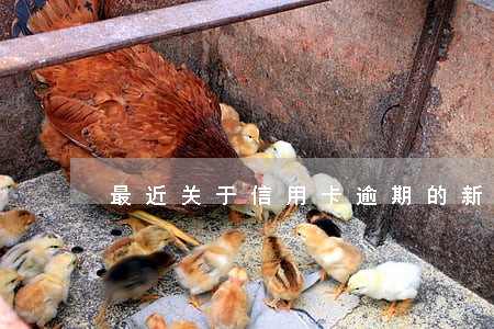 最近关于信用卡逾期的新闻