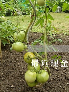 最近现金贷逾期的多吗 最近现金贷逾期的多吗
