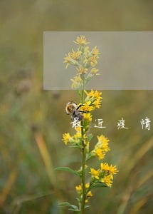 最近疫情贷款逾期怎么办 最近疫情贷款逾期怎么办
