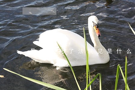 最近笑死了法院见是什么梗