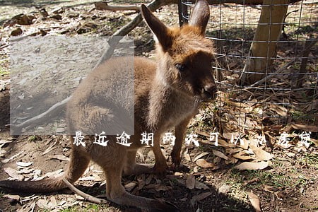 最近逾期两次可以办房贷吗