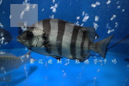 最近逾期了能办下卡吗 最近逾期了能办下卡吗