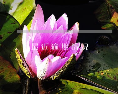 最近逾期情况 最近逾期情况