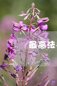 最高法关于法院委托评估拍卖