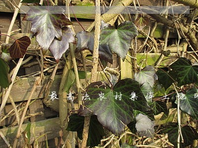 最高法农村集体土地司法解释 最高法农村集体土地司法解释