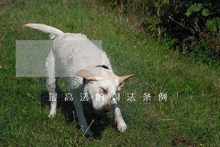 最高法的司法条例