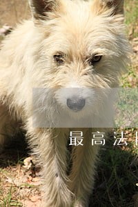 最高法院关于审理买卖合同 最高法院关于审理买卖合同