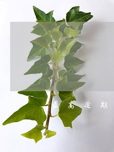 最高逾期总金额 最高逾期总金额