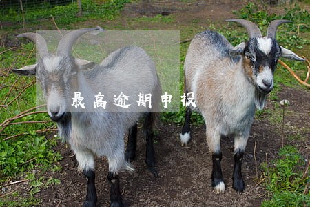 最高逾期申报 最高逾期申报