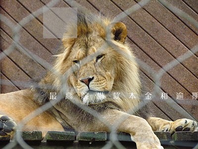 最高院借款本金和逾期违约金清偿 最高院借款本金和逾期违约金清偿