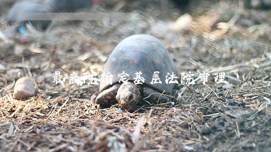 最高院指定基层法院审理 最高院指定基层法院审理
