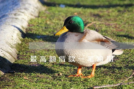 最高额借款一笔逾期 最高额借款一笔逾期