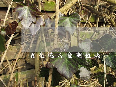 月亮达人逾期催收 月亮达人逾期催收