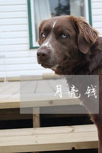 月亮钱包逾期一天 月亮钱包逾期一天