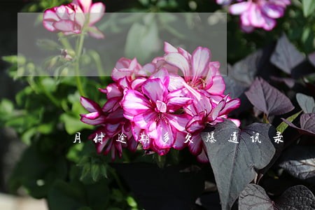 月付逾期多久爆通讯录 月付逾期多久爆通讯录