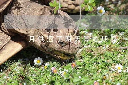 月供迟了两天算逾期吗 月供迟了两天算逾期吗