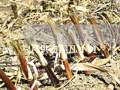月供逾期几小时